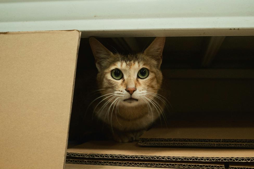 AdGuard for Mac v2.17: New ways to stay safe online